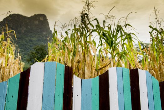 Corn field with colorful wooden fence