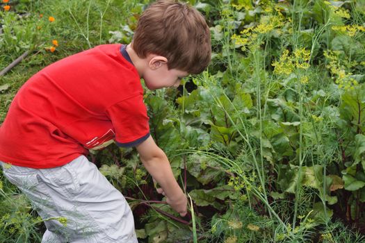 The boy in a garden breaks beet