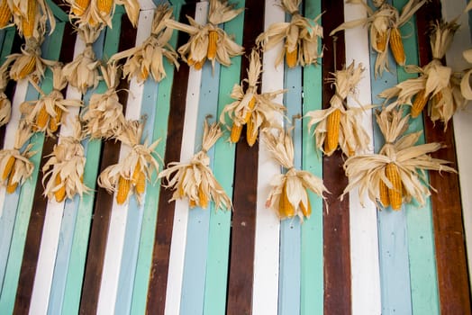 A lot of dry corns on wooden wall2
