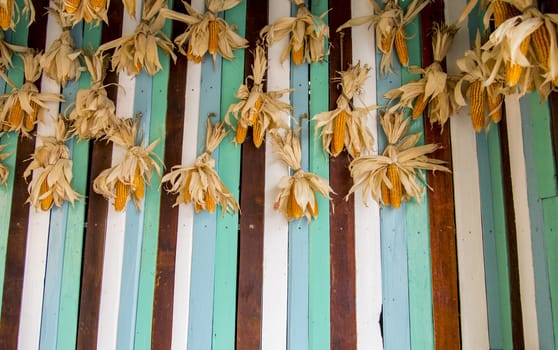 A lot of dry corns on wooden wall1