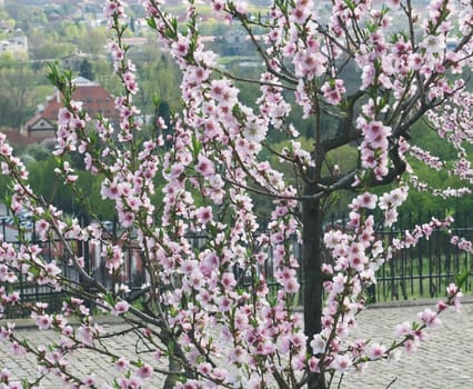 Background of blossoming plum branch in a spring garden