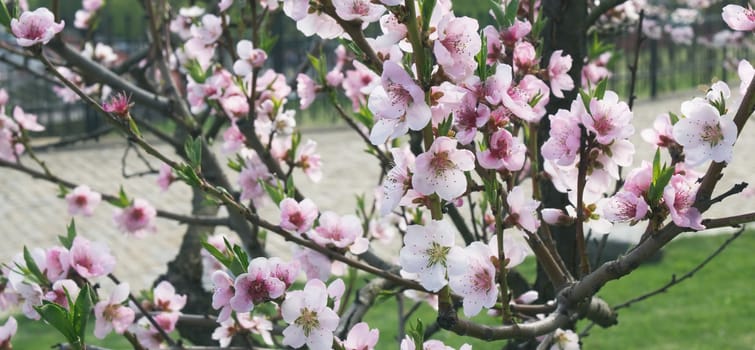 Background of blossoming plum branch in a spring garden