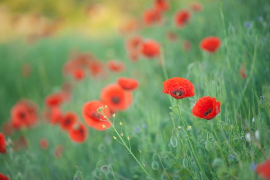 Field of Corn Poppy Flowers Papaver rhoeas in Spring