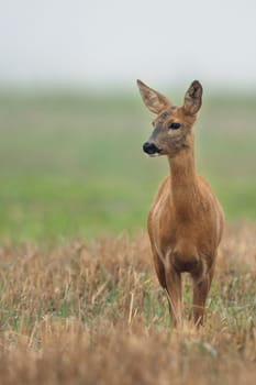 Roe-deer in the wild, in the clearing.