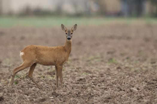 Roe-deer in the wild, in the clearing.