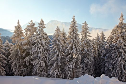 Snowy pine trees on a winter landscape