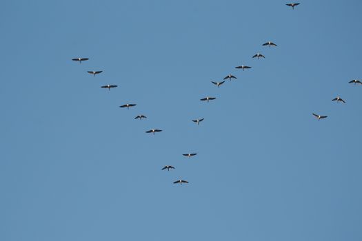 Flock of geese flying in formation