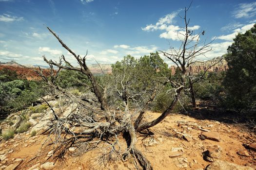 Dead wood near Sedona, USA