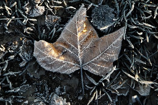 Fallen leaf with frost on the ground