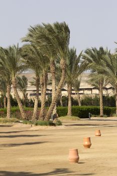 palm trees on a beach in marsa alam in egypt 