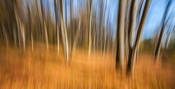 Abstract image of trees in an autumn forest. Intentional motion blur