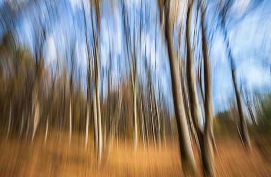 Abstract image of trees in an autumn forest. Intentional motion blur