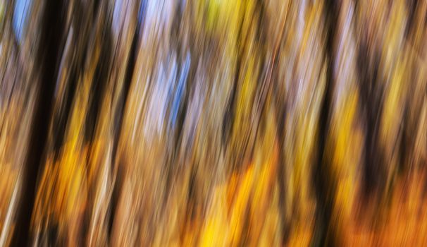 Abstract image of trees in an autumn forest. Intentional motion blur