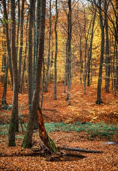 Beautiful day in the misty autumn forest