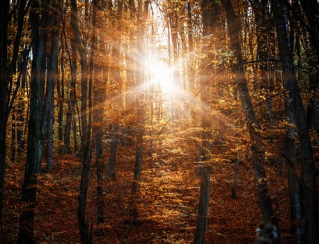 Sun rays in the misty autumn forest