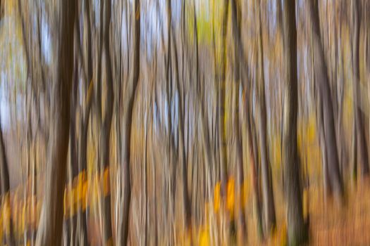 Abstract image of trees in an autumn forest. Intentional motion blur