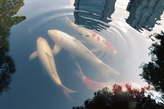 color carp - koi fishes  among green waterlily leafs in Japanese pond with skyscrapers reflection