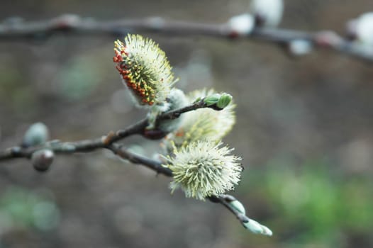 Close-up of willow blossom