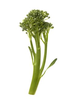 Raw Uncooked Tenderstem Broccoli Isolated White Background