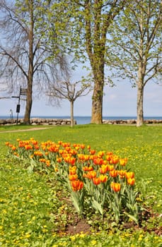 Orange tulips in a park by a lake.