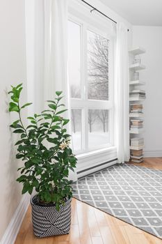 Lemon tree in a room with peaceful winter landscape outside the window.