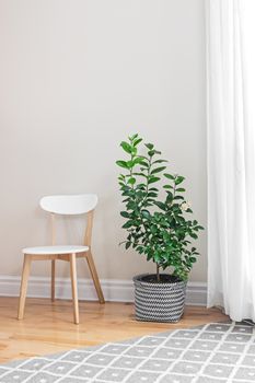 Lemon tree and wooden chair in a bright room.