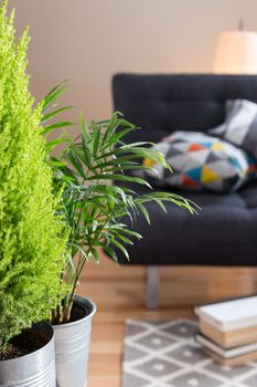 Green plants in the living room, with sofa, lamp and books in the background.