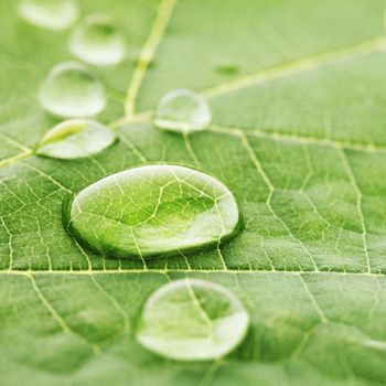 Water drops on green fresh leaf macro