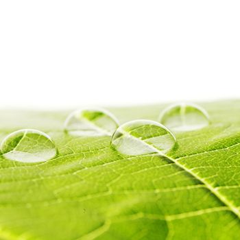 Water drops on green fresh leaf macro