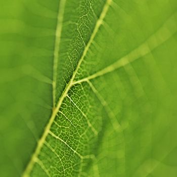 Fresh dreen leaf texture macro close-up