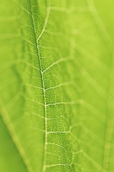 Fresh dreen leaf texture macro close-up