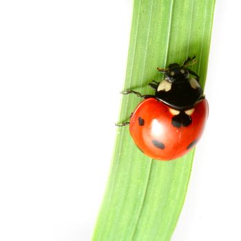 red ladybug on green grass isolated