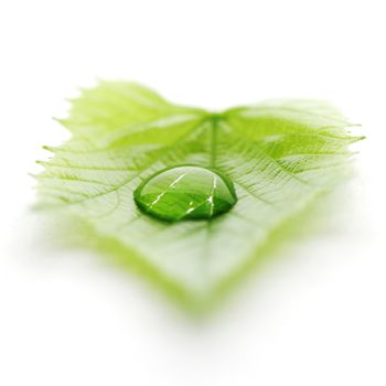 Water drop on leaf isolated on white background macro