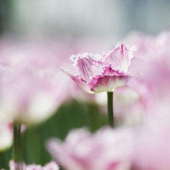 Fresh pink tulips in garden close-up