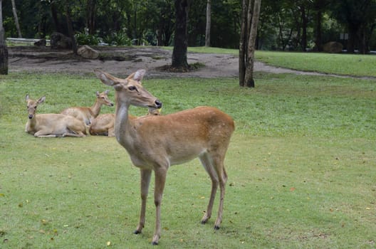 Antelopes in open zoo