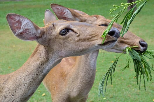 Antelopes feeding