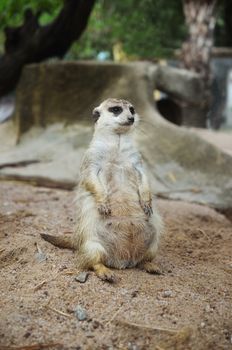 meerkat sitting on the sand