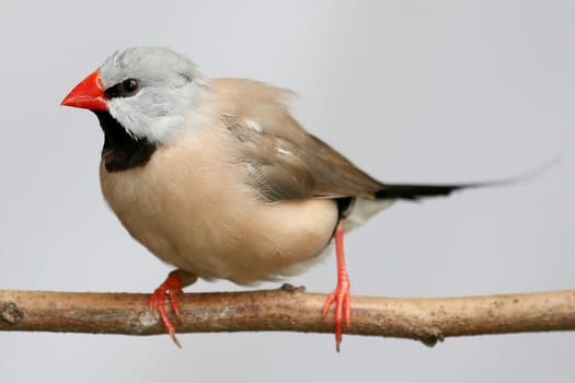 Inquisitive Heck's Grassfich bird with orange beak and black bib