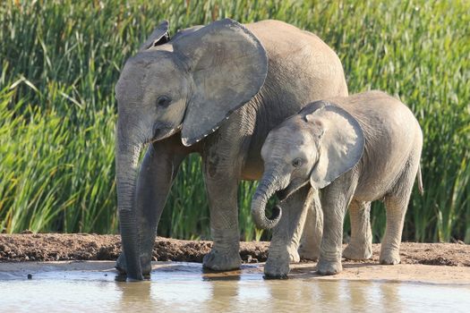 Two young African elephant siblings enjoying a drink of water