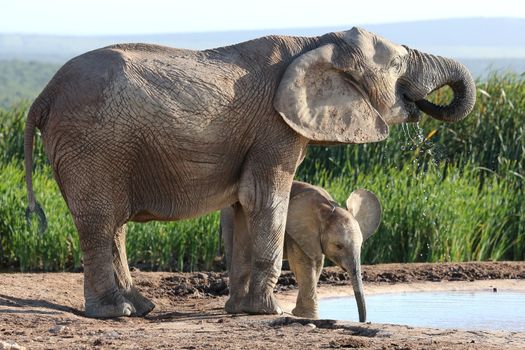 Elephant calf at the water hole with it's protective mother