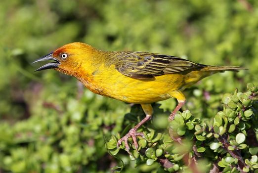 Cape weaver bird with it's beak open as it calls