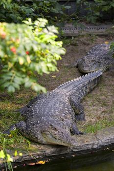 Two crocodiles on the water