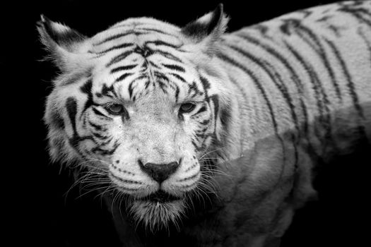 Black and white portrait of a White Tiger