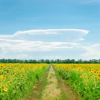 clouds on blue sky over road in sunflowers field