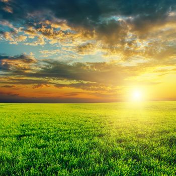 agriculture green field and sunset