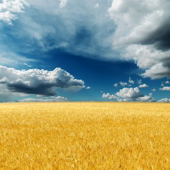 dramatic sky over field with golden harvest