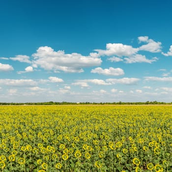 sunflowers field and blue cloudy sky