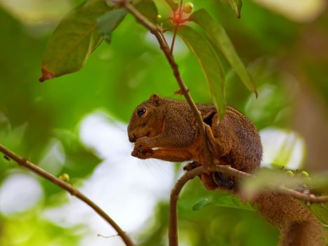 Red Squirrel sitting on a branch eating