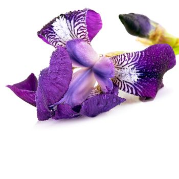 Violet flower.Violet iris. Flower in dew drops.
