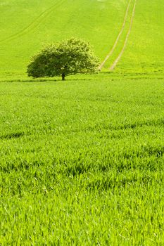 Small tree on field of green grass
